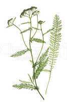 Schafgarbe (Achillea millefolium)