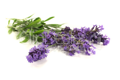 frischer Lavendel