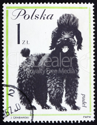 Postage stamp Poland 1963 Poodle, Dog