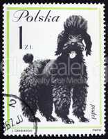 Postage stamp Poland 1963 Poodle, Dog