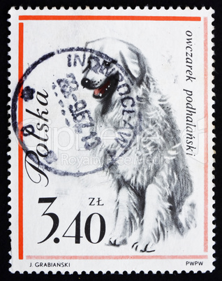 Postage stamp Poland 1963 Sheep Dog