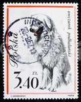 Postage stamp Poland 1963 Sheep Dog