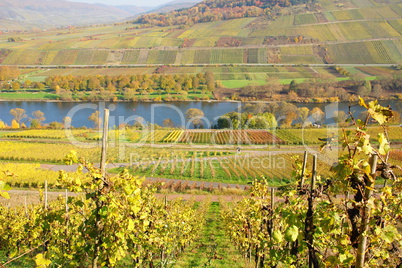 bunte Weingärten an der Mosel