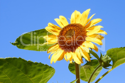 Sunflower against blue sky