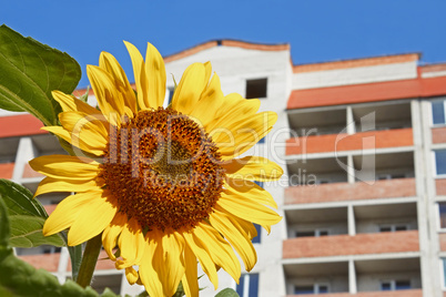 Urban sunflower