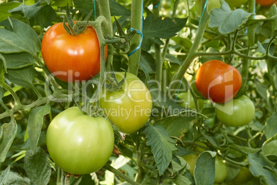 Red and green tomatoes in greenhouse