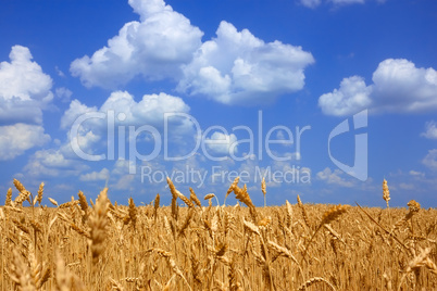 Wheat field landscape