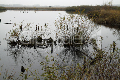 Im Hiller Moor an einem trüben Herbsttag