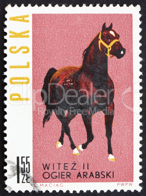 Postage stamp Poland 1963 Arab Stallion