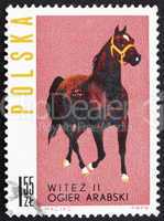 Postage stamp Poland 1963 Arab Stallion