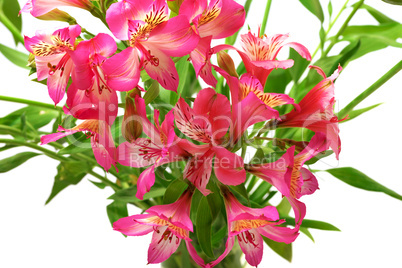 Lilies (alstroemeria) on white background