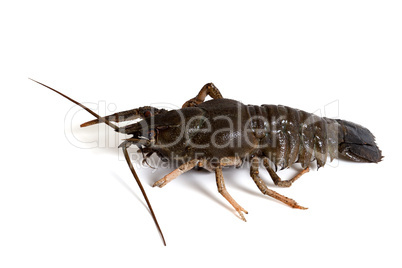 Crawfish on white background