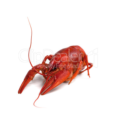 Boiled crawfish on white background