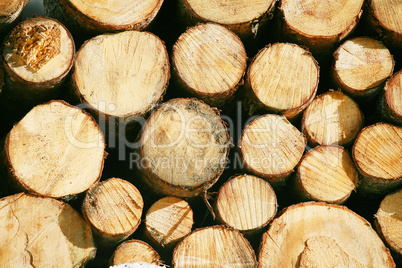 Timber lumber balk beam short