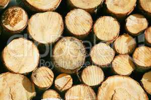 Timber lumber balk beam short