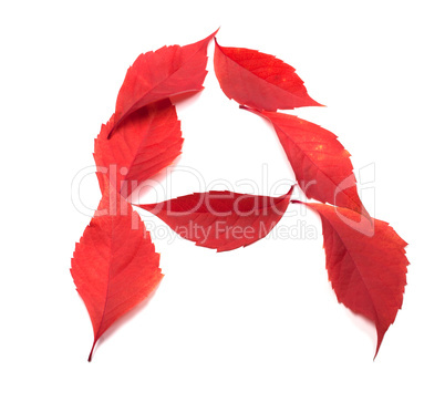 Letter A composed of red autumn virginia creeper leaves