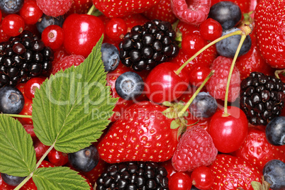 Beeren