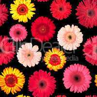 Seamless Pattern from Vibrant Gerbera Flowers