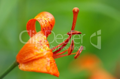 Blüte einer Lilie im Detail und Profil