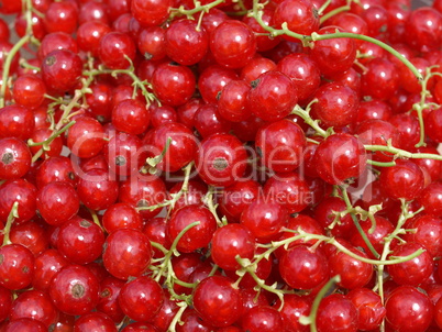 Johannisbeeren