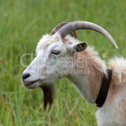 Head of a goat