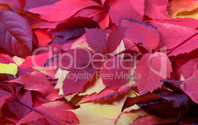 Background of red autumn leaves