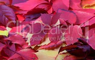 Background of red autumn leaves