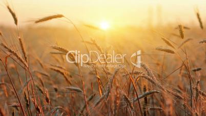 wheat at dawn