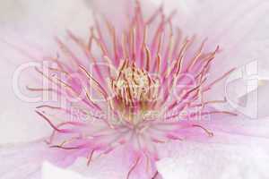 Closeup einer Clematisblüte