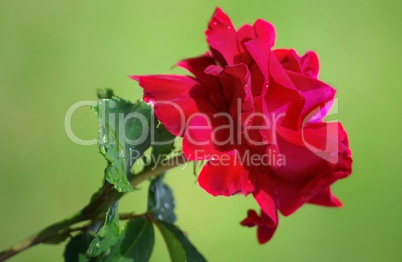 Rote Rose an einem Blütenstengel