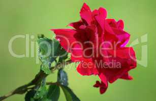 Rote Rose an einem Blütenstengel