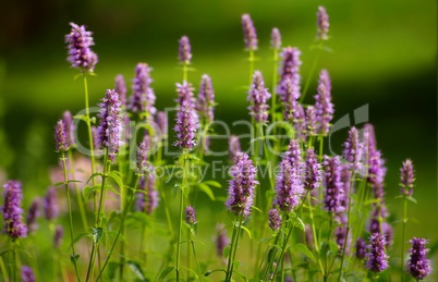 Lavendel Pflanzen im Blütenstand