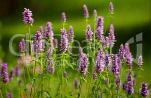 Lavendel Pflanzen im Blütenstand