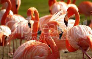 Rosa Flamingo in einer Gruppe