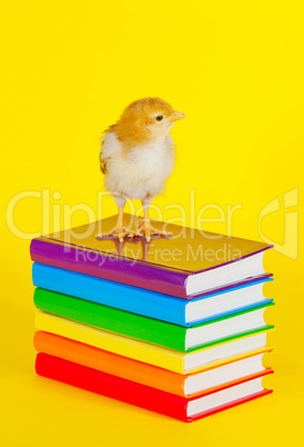 Small baby chicken on a stack of books