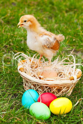 Small chicken with colorful Easter eggs