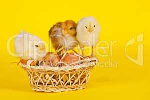 Small baby chickens with colorful Easter eggs