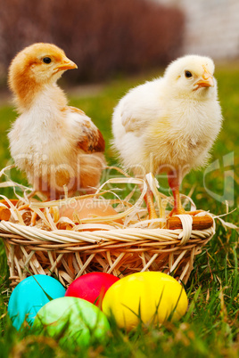 Two small baby chickens with colorful Easter eggs