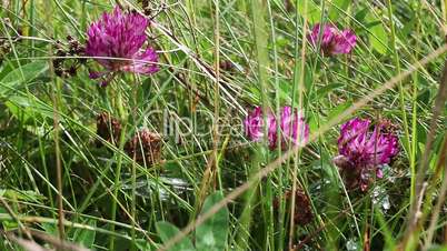 Clover - Trifolium pratense