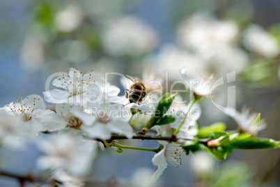 Kirschblüten