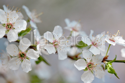 Kirschblüten