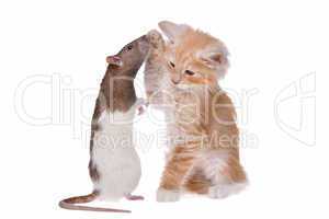 Rat and kitten