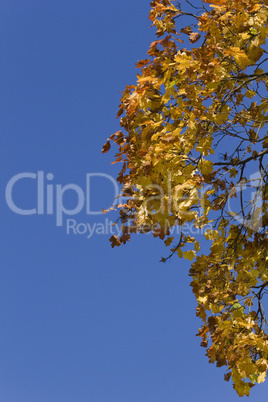 Baumkrone im Herbst - Vertikal