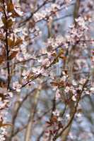 Rosa Blüten Hintergrund vertikal