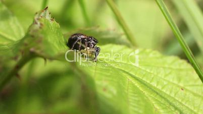 Jumping Spider - Salticidae