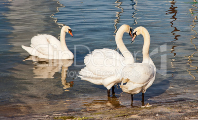 Menage a trois