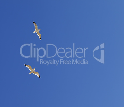 Two seagulls hover in clear sky