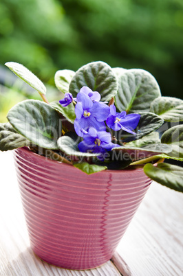 African violet