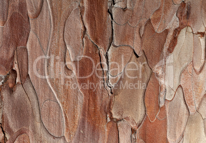 Wooden texture