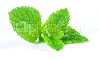 fresh green mint